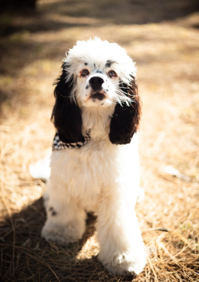 Pet