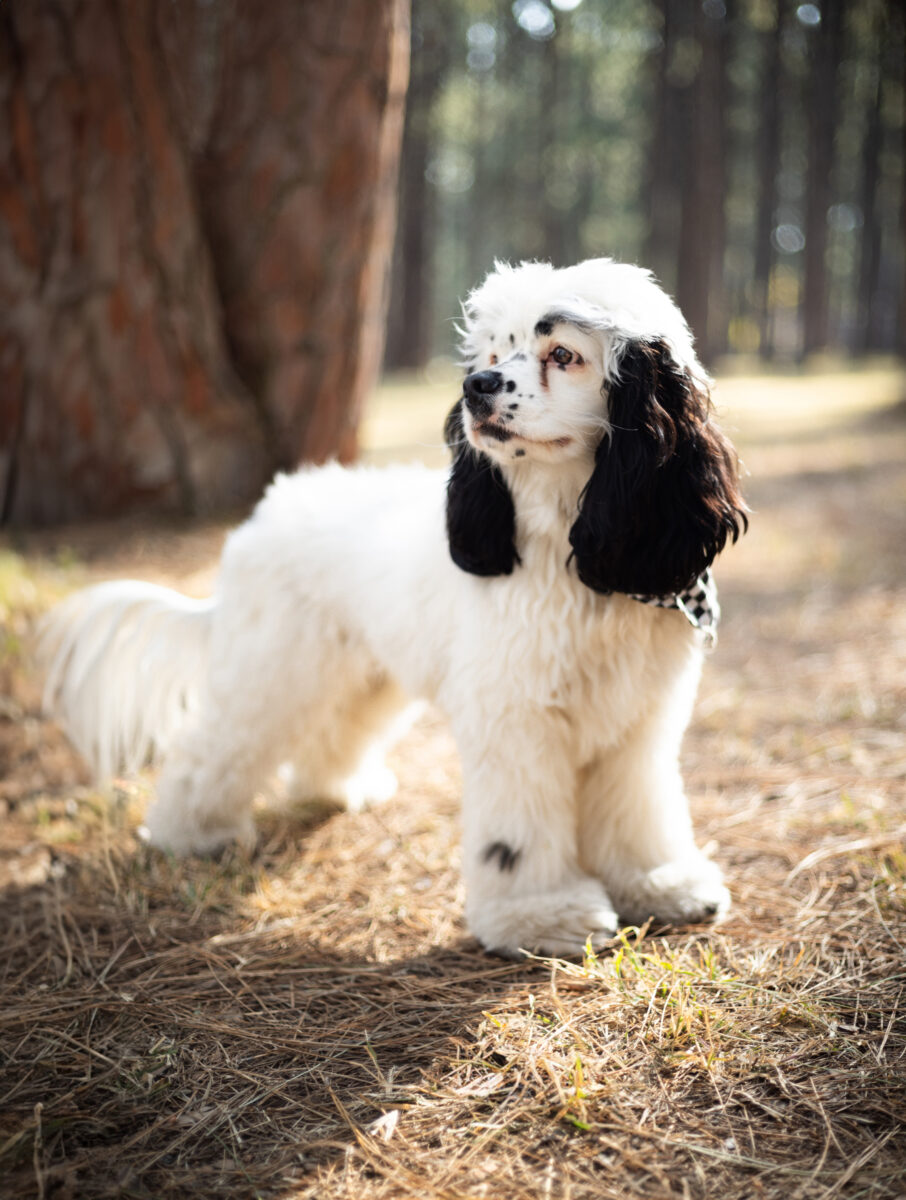 Pet