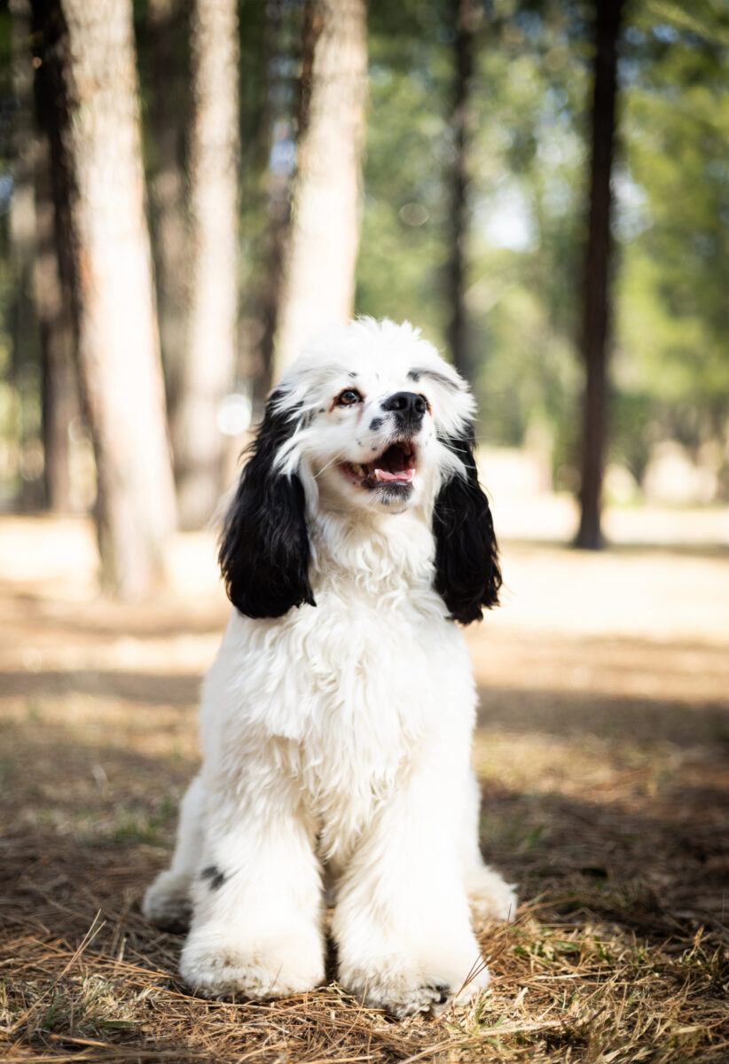 Pet