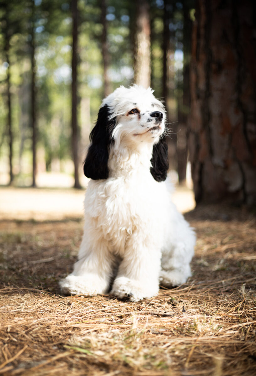 Pet
