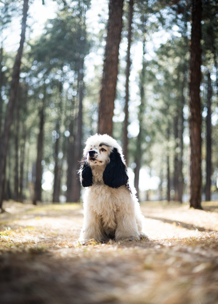 Pet