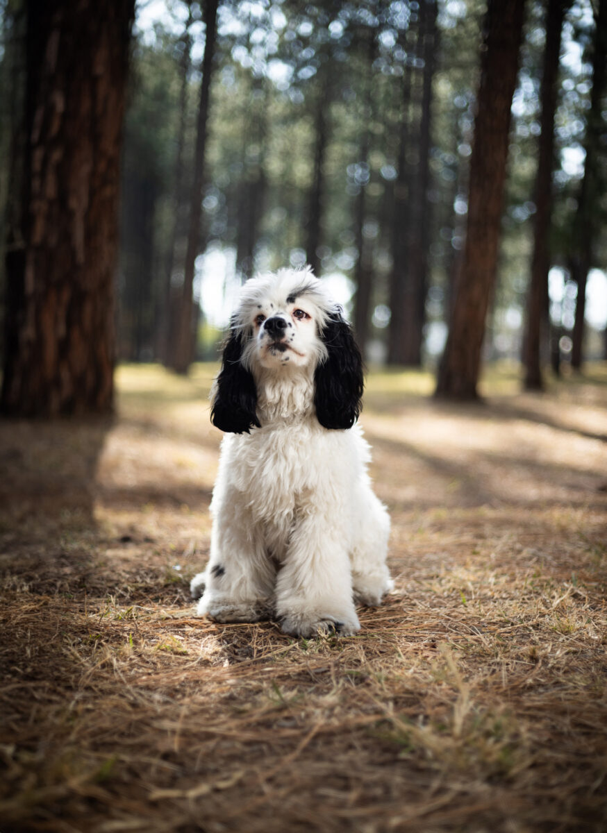 Pet