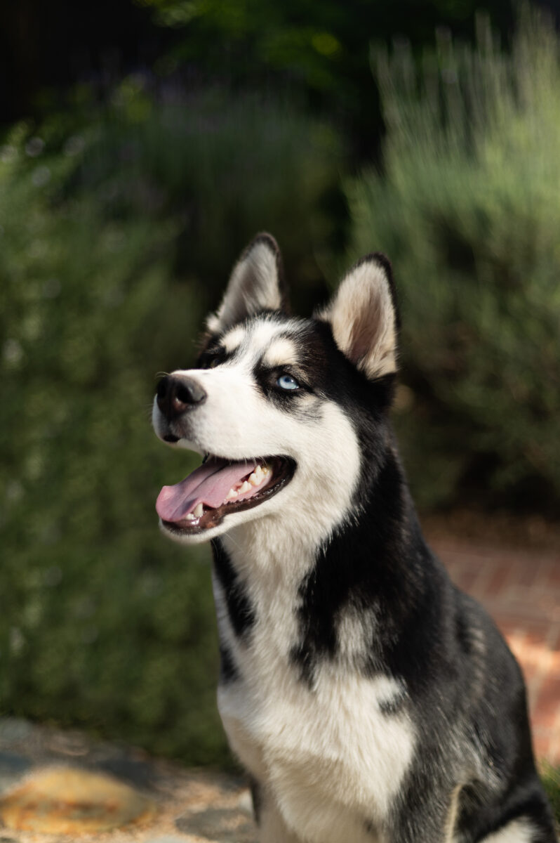 Pet