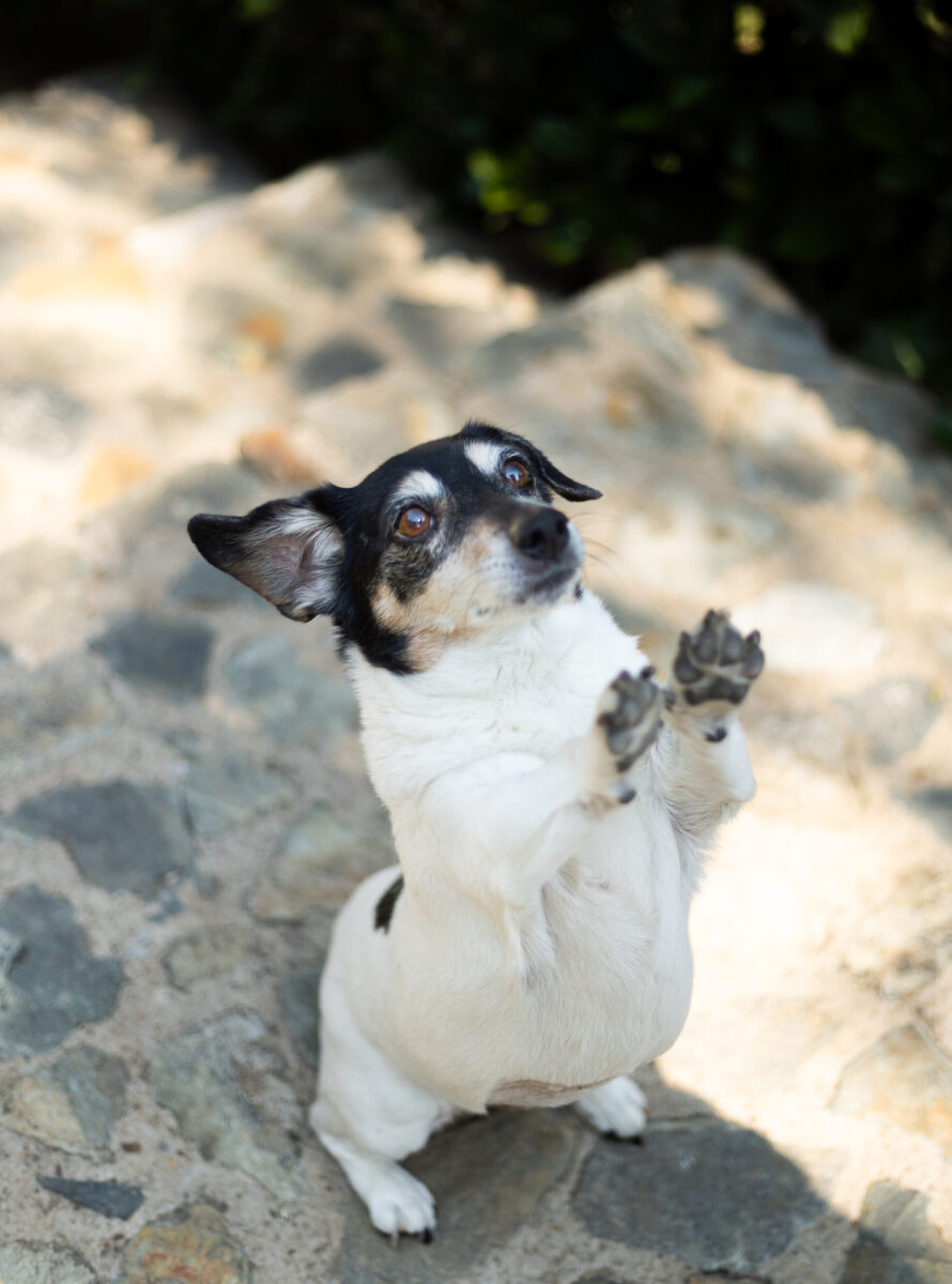 Pet