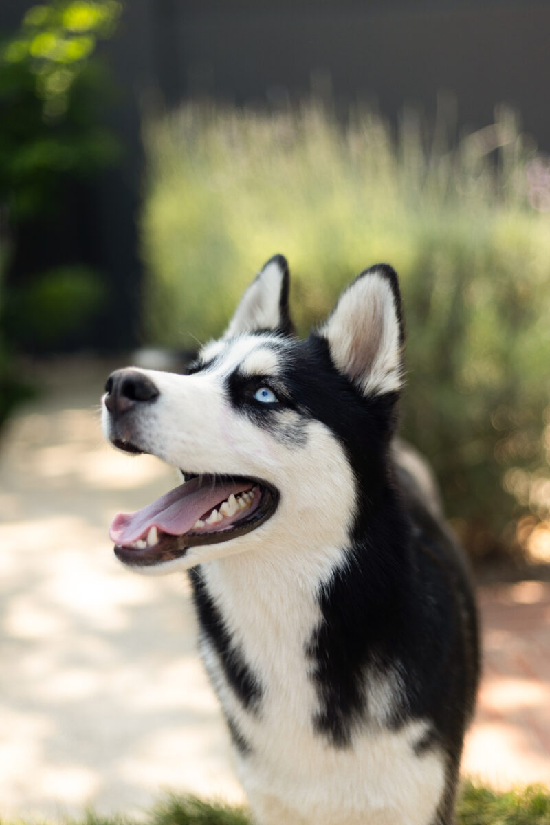 Pet