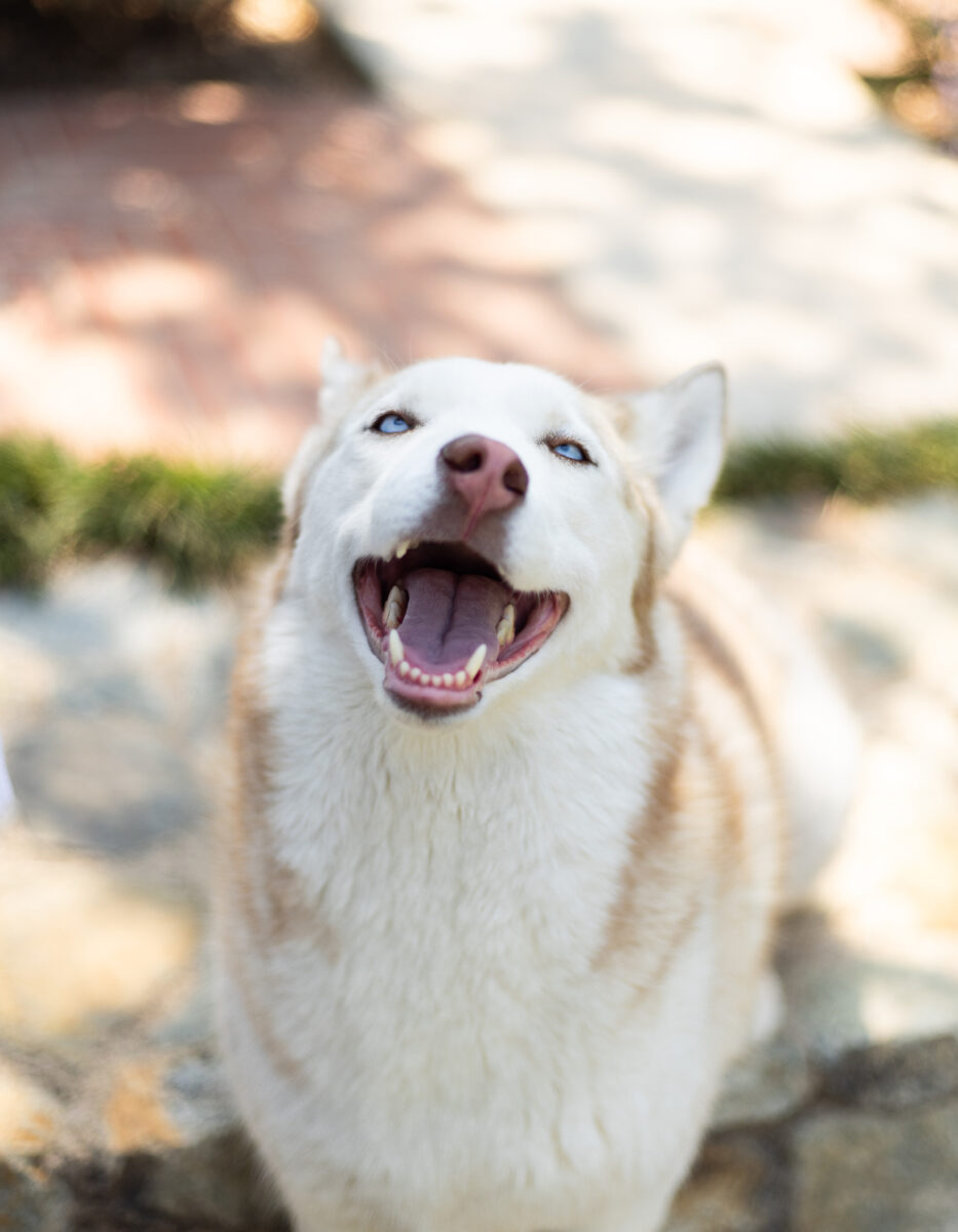 Pet