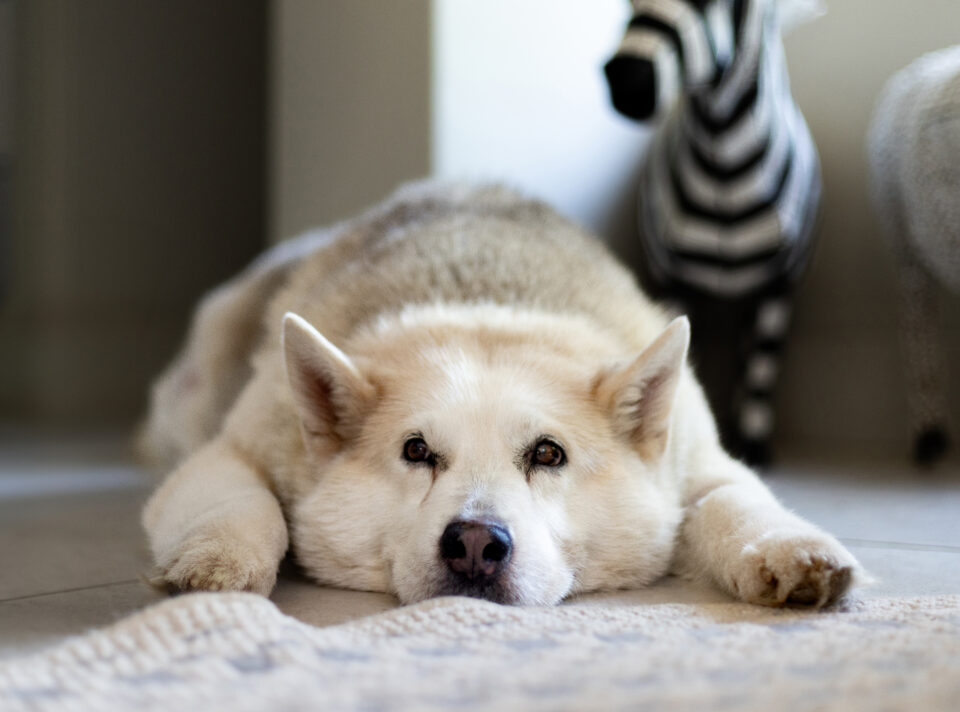 Pet