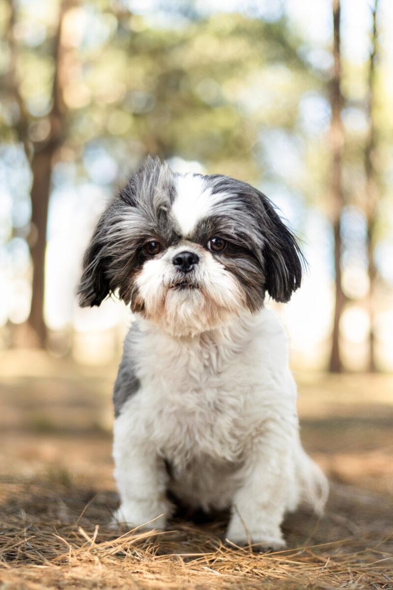 Pet