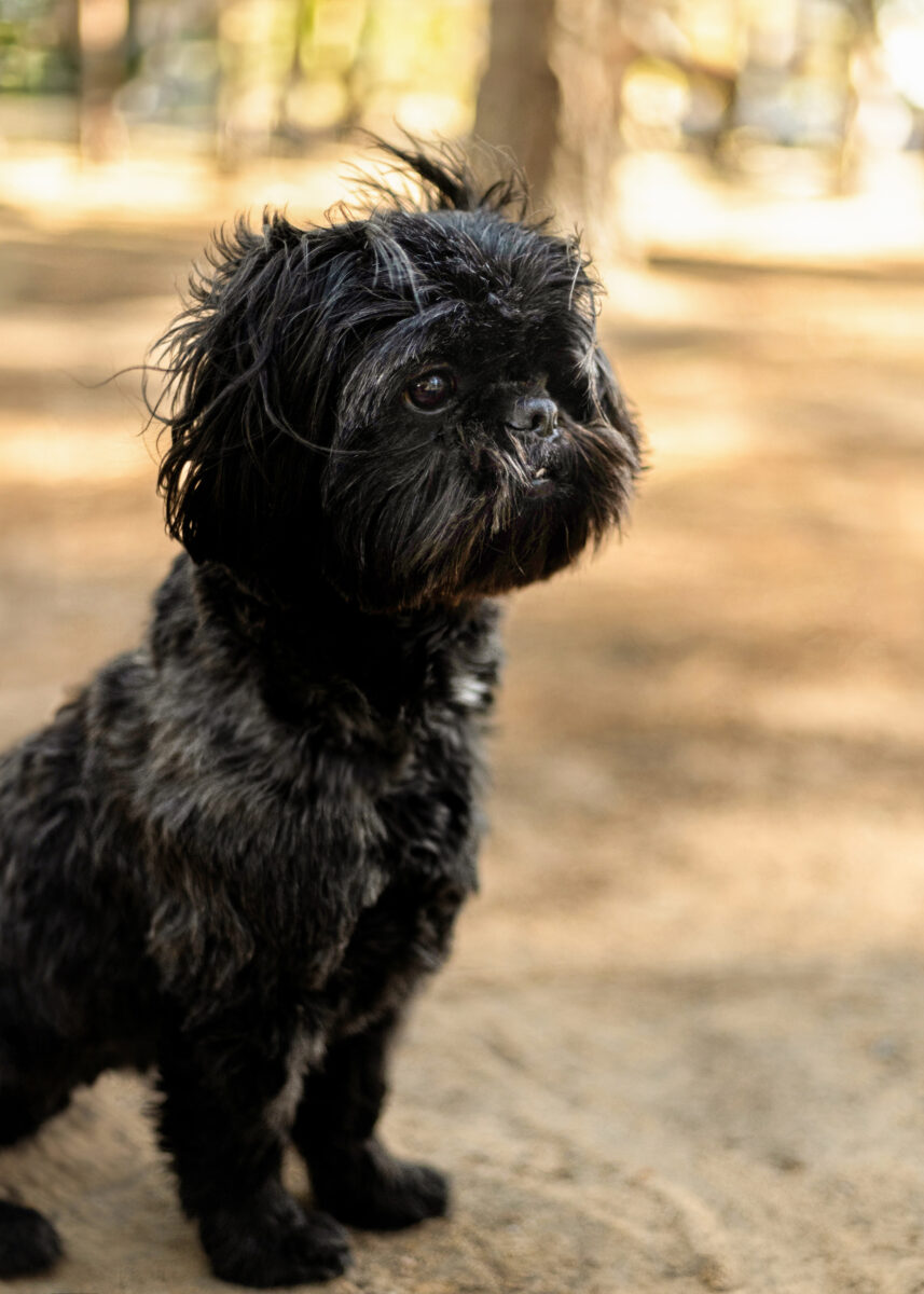 Pet