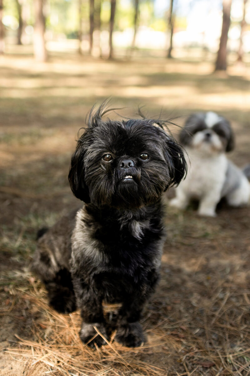 Pet