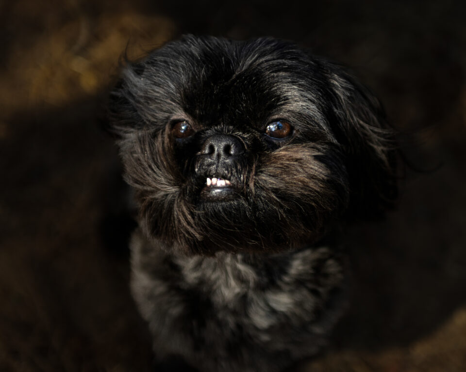 Pet